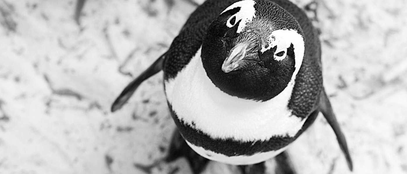 A penguin looking up into the camera