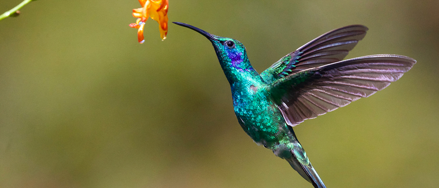 Hummingbird Algorithm Update Guide