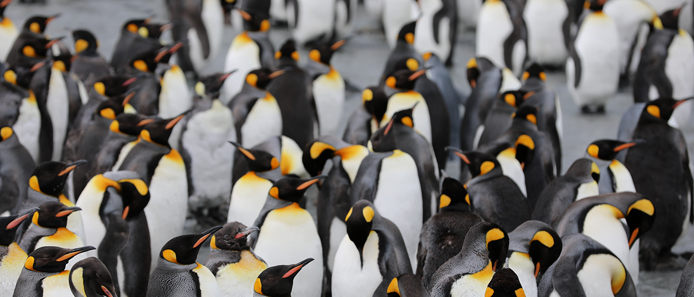 A Guide to Google’s Penguin Algorithm Update