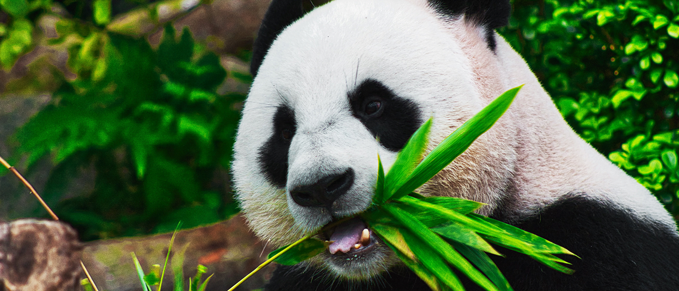 Panda Algorithm Update Guide